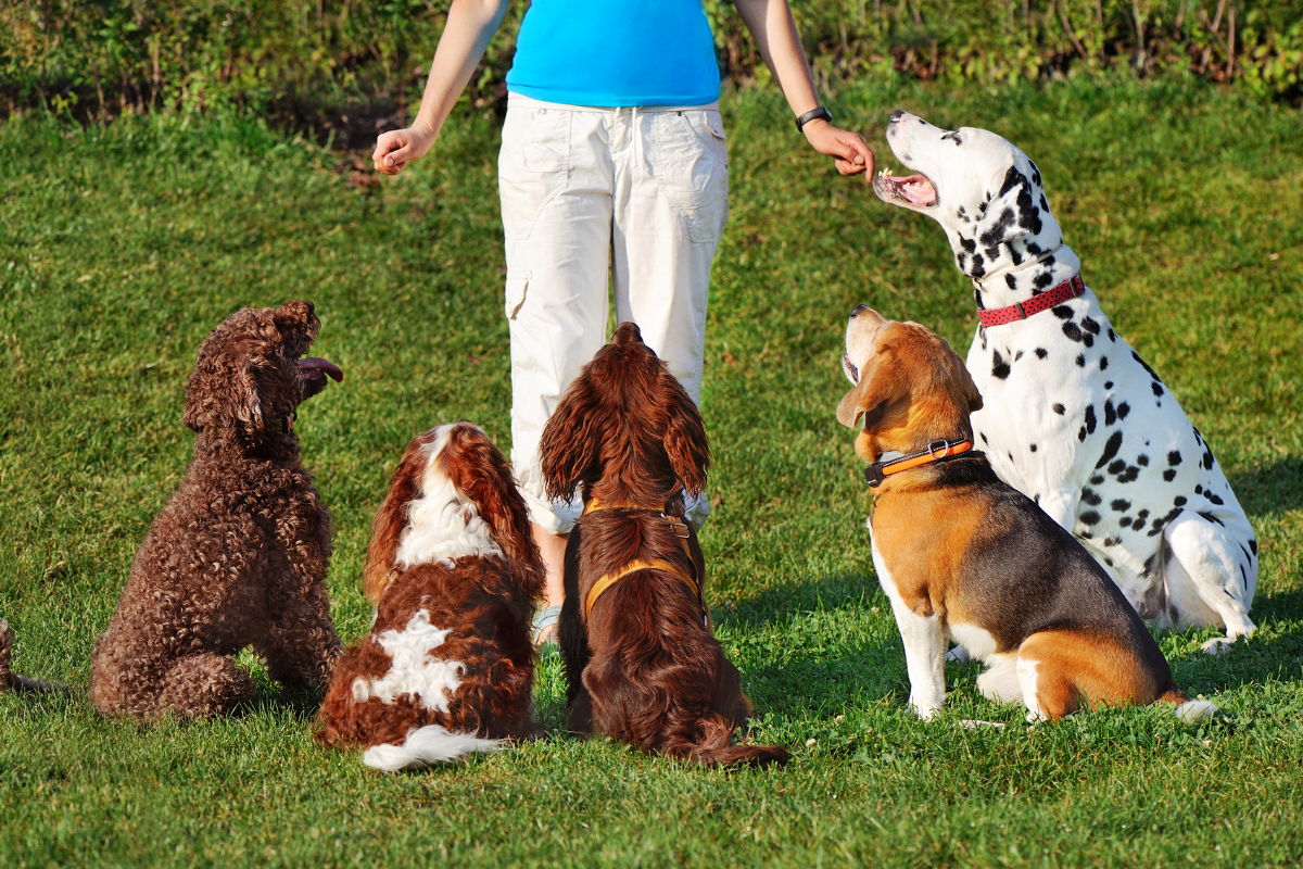 失敗しない犬のしつけ教室の選び方|愛犬に合う教室を見つけるポイント