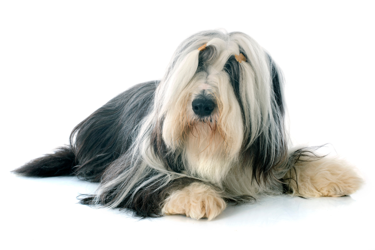 ビアデッドコリー