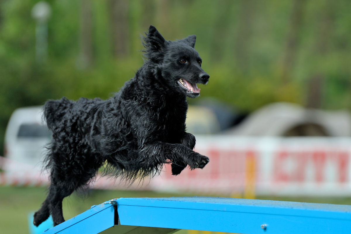 クロアチアンシープドッグ