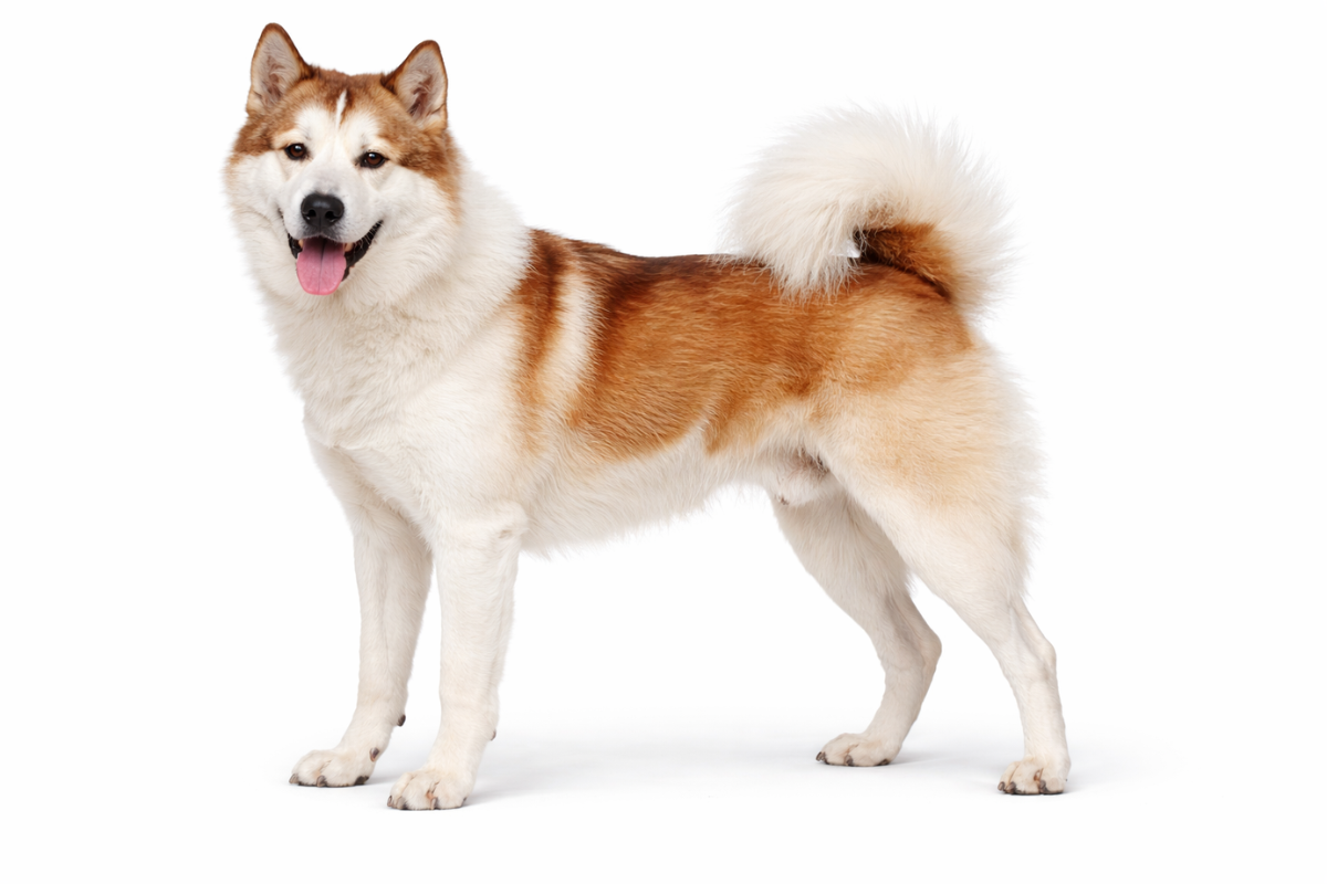 グリーンランドドッグ