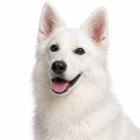 ホワイトスイスシェパードドッグ