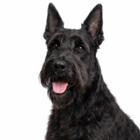 ジャイアントシュナウザー