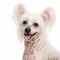 チャイニーズクレステッドドッグ