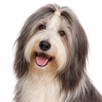 ビアデッドコリー