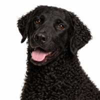 カーリーコーテッドレトリーバー