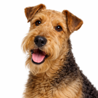 エアデールテリア