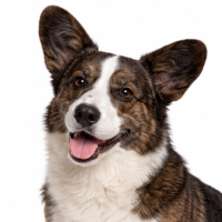 ウェルシュコーギーカーディガン