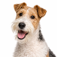 ワイアーフォックステリア